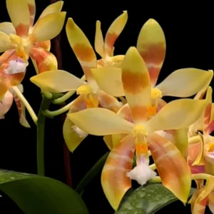Phal. ((Sin-Yuan Golden Beauty x Tzu Chiang Orange) x (Tetraspis C1 x Cornu-cervi))
