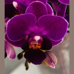Phalaenopsis Reyoung Ultra Violet 2.5"