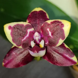 Phal. Yaphon Black Rose