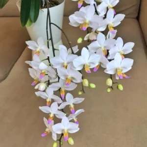Phal. Hatuyuki 'Nagoriyuki' 2.5"