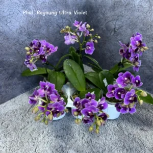 Phalaenopsis Reyoung Ultra Violet 2.5"