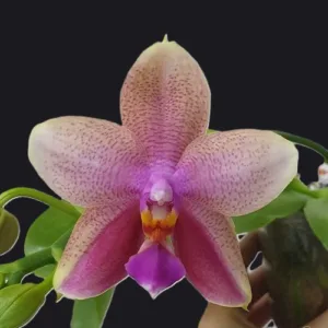 Phal. Sweet Memory 2.5" (Liodoro) - mirisna