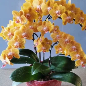 Phal. TLH Gold Princess '515' 2.5"- mirisna