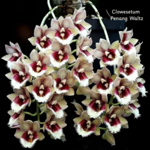 Clowesetum Penang Waltz 2.5"