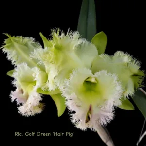 Rlc. Golf Green 'Hair Pig' 2.5" - mirisna