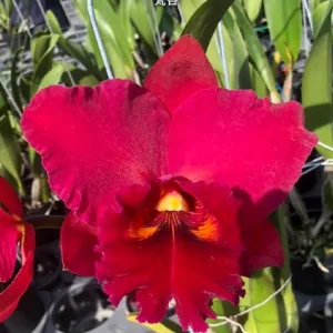 Rlc. Taiwan Chief Wine 'Van Gogh' 4.0"- mirisna