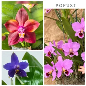 Promo set – 3 jedinstvene orhideje