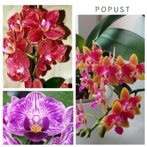 Trojni set sa popustom! Variegata, peloric i aroma