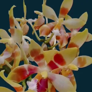 Phal. ((Sin-Yuan Golden Beauty x Tzu Chiang Orange) x (Tetraspis C1 x Cornu-cervi))
