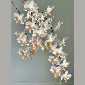 Phal. Hatuyuki 'Nagoriyuki' 2.5"