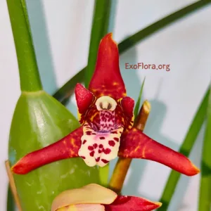 Maxillaria tenuifolia (Kokos orhideja) Beograd