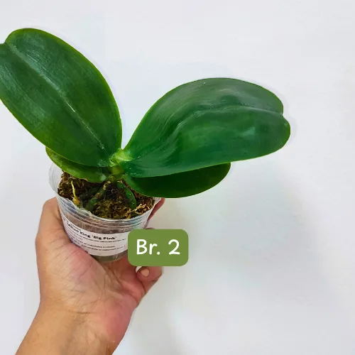 Phal. Mituo King 'Big Pink' - Слика 10