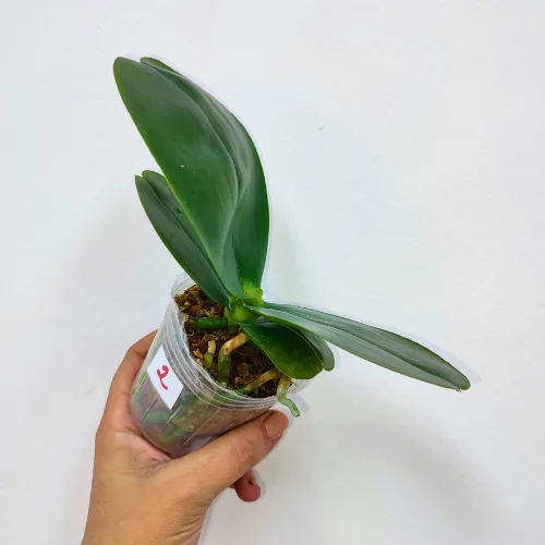 Phal. Mituo King 'Big Pink' - Слика 9