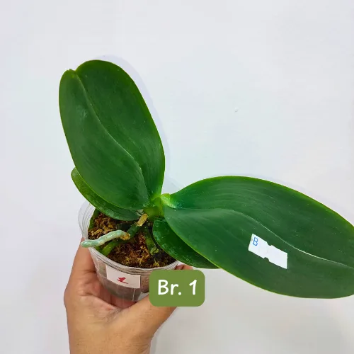 Phal. Mituo King 'Big Pink' - Слика 7