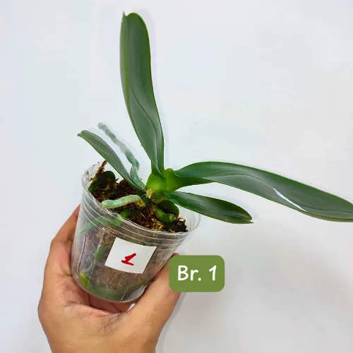 Phal. Mituo King 'Big Pink' - Слика 8