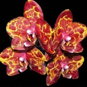 Phalaenopsis GW Green World 'Snakeskin'
