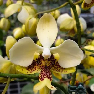 Phalaenopsis stuartiana var. nobilis 'Xiuya' x sib