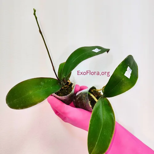 Phalaenopsis stuartiana var. nobilis 'Xiuya' x sib - Слика 4