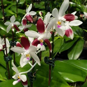 Phalaenopsis tetraspis 'C2' Mirisna