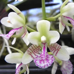 Sedirea japonica × sib -  Mirisna