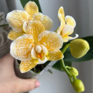 Phal. Yaphon Golden Leopard 'AN6609'