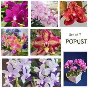 Super Set retkih falenopsisa – set od 7 orhideja