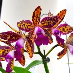 Cattleya Leopard Lou 'Satay' - Mirisna