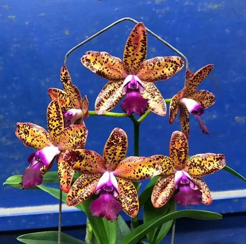 Cattleya Leopard Lou 'Satay' - Mirisna - Слика 3
