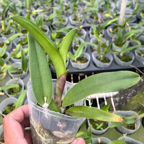 Cattleya Leopard Lou 'Satay' - Mirisna - Слика 5