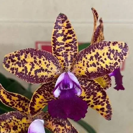 Cattleya Leopard Lou 'Satay' - Mirisna - Слика 4