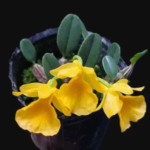 Dendrobium jenkinsii × sib