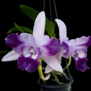 Lc. Cariad's Mini-Quinee 'Angel Kiss'