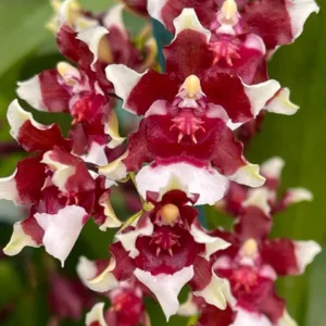 Oncidium Heaven Scent 'Redolence' - Mirisna