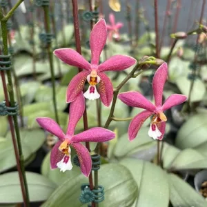 Set orhideja – kolekcija od 4 retke Phalaenopsis