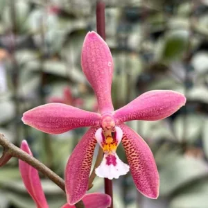 Phalaenopsis Bronze Maiden 'Rio' – Mirisna (Phalaenopsis Schillmann)