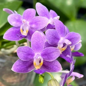 Phalaenopsis Equalacea 'Blue' (violacea x equestris) - Mirisna