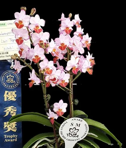 Phalaenopsis Liu's Triprince 'Splash' SM/TOGA – Mirisna - Слика 2