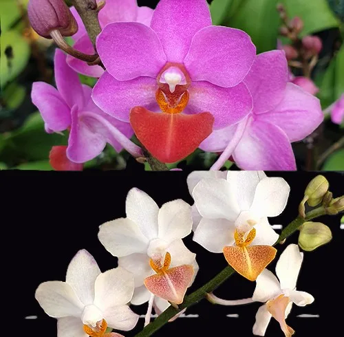 Phalaenopsis Liu's Triprince 'Splash' SM/TOGA – Mirisna - Слика 3