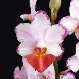 Phalaenopsis Liu's Triprince 'Splash' SM/TOGA – Mirisna