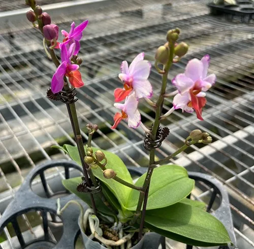 Phalaenopsis Liu's Triprince 'Splash' SM/TOGA – Mirisna - Слика 4