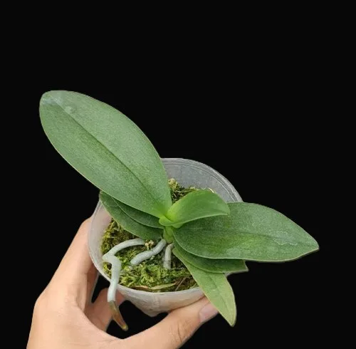 Phalaenopsis Liu's Triprince 'Splash' SM/TOGA – Mirisna - Слика 5