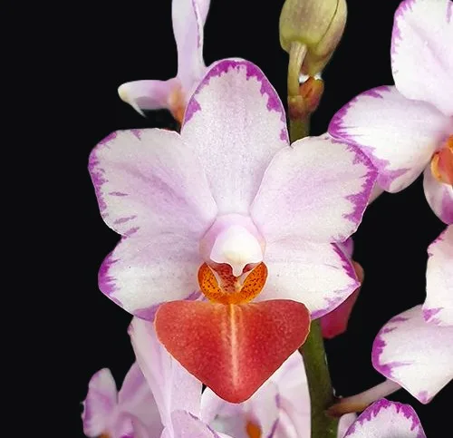 Phalaenopsis Liu's Triprince 'Splash' SM/TOGA – Mirisna