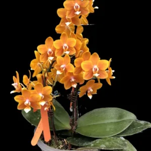 Phalaenopsis Long Pride Renee 'MP2723' - Mirisna