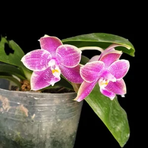 Phalaenopsis Miki Sabina '592' – Mirisna