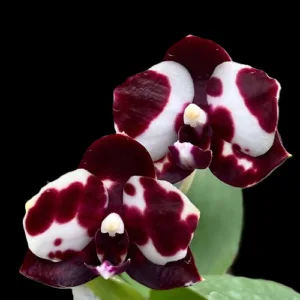 Phalaenopsis Mituo Sunrise 'Snow Red' × Mituo Blue Cat - Mirisna