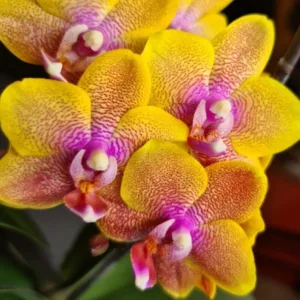 Phalaenopsis Sogo Lawrence - Mirisna