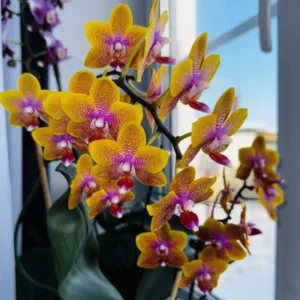 Set orhideja – kolekcija od 4 retke Phalaenopsis
