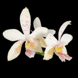 Phalaenopsis Tetra Star '3283' (Phal. stuartiana × Phal. tetraspis) - Mirisna
