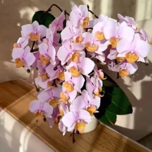 Phalaenopsis Tulcan