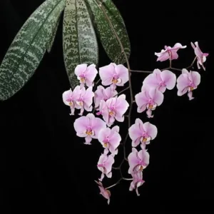 Phalaenopsis  schilleriana (silver leaves) × sib